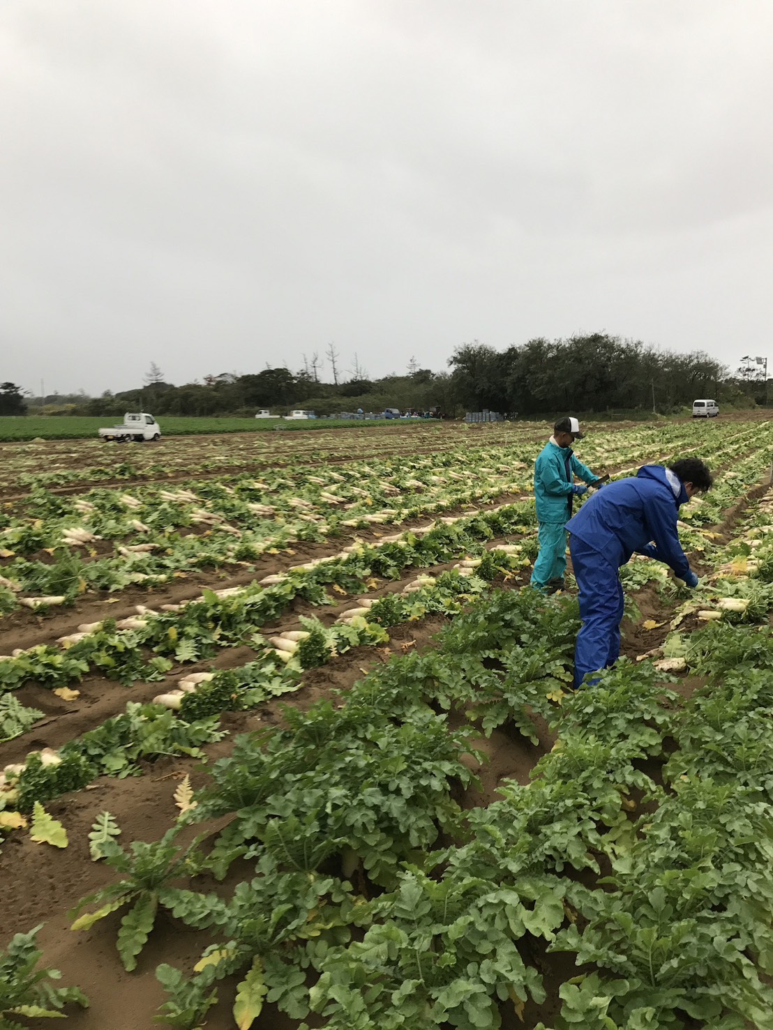 圃場での収穫作業