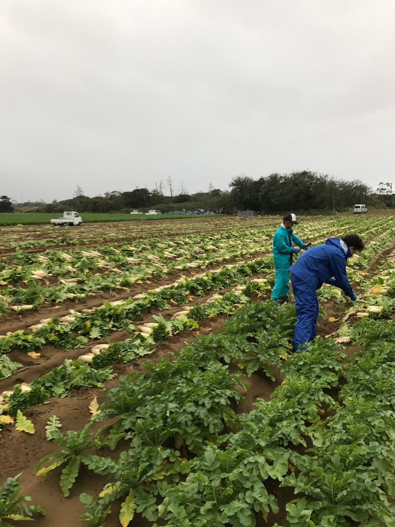 圃場での収穫作業